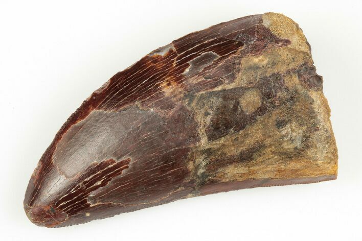 Serrated, Carcharodontosaurus Tooth - Real Dinosaur Tooth #192798